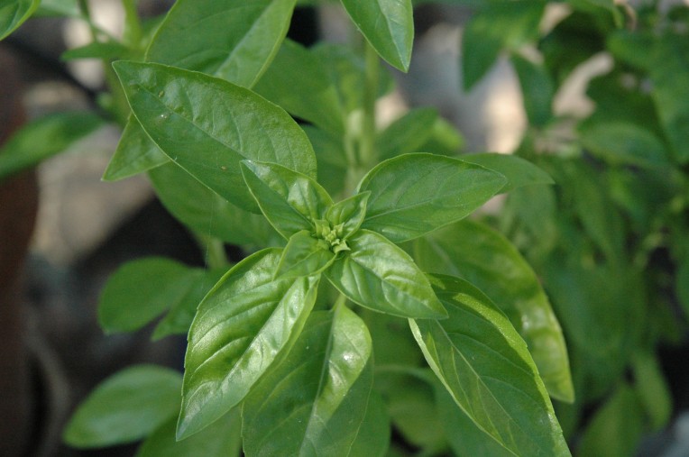 If it's basil, it must be springtime! (photo by K. Budge)
